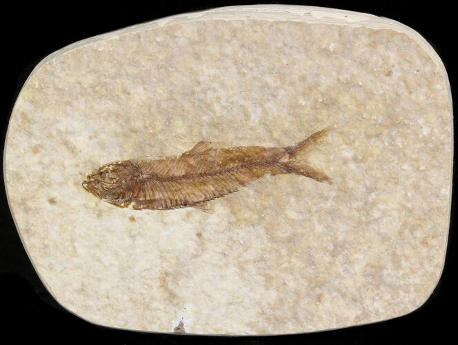 Small Knightia Fossil Fish - Wyoming #41042